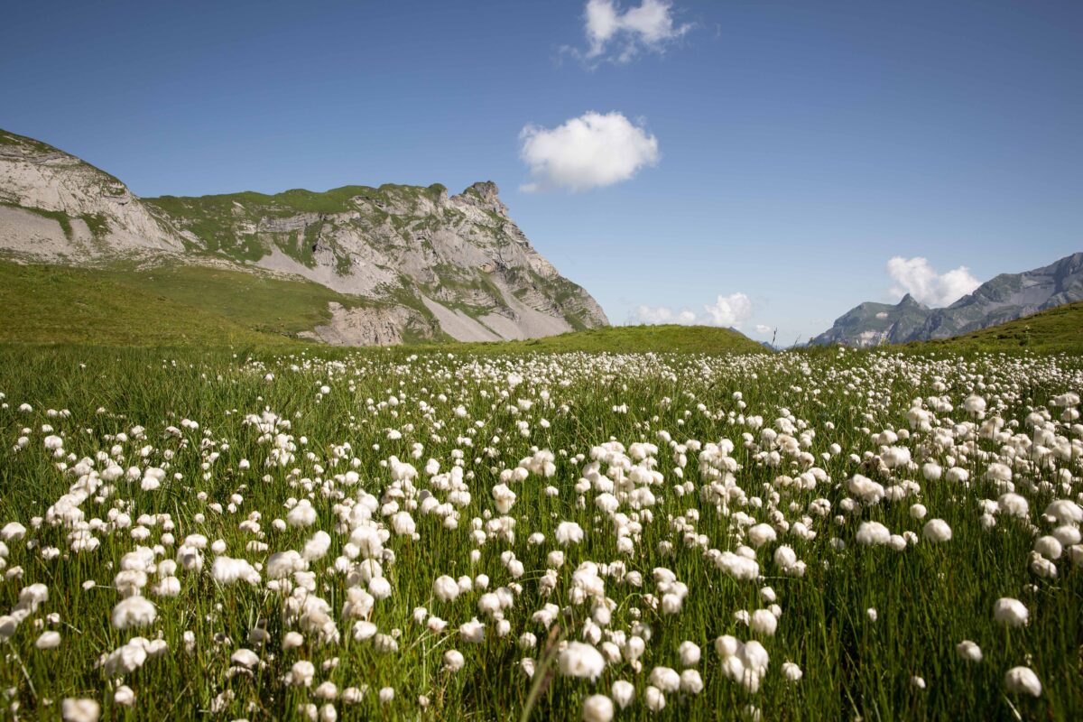 champs-coton, entre-montagnes-verdoyante