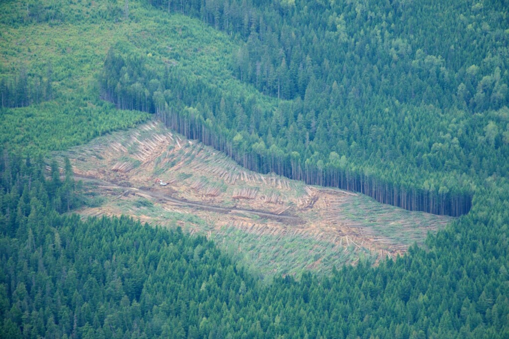 Un bout de la forêt amazonienne totalement rasé. 